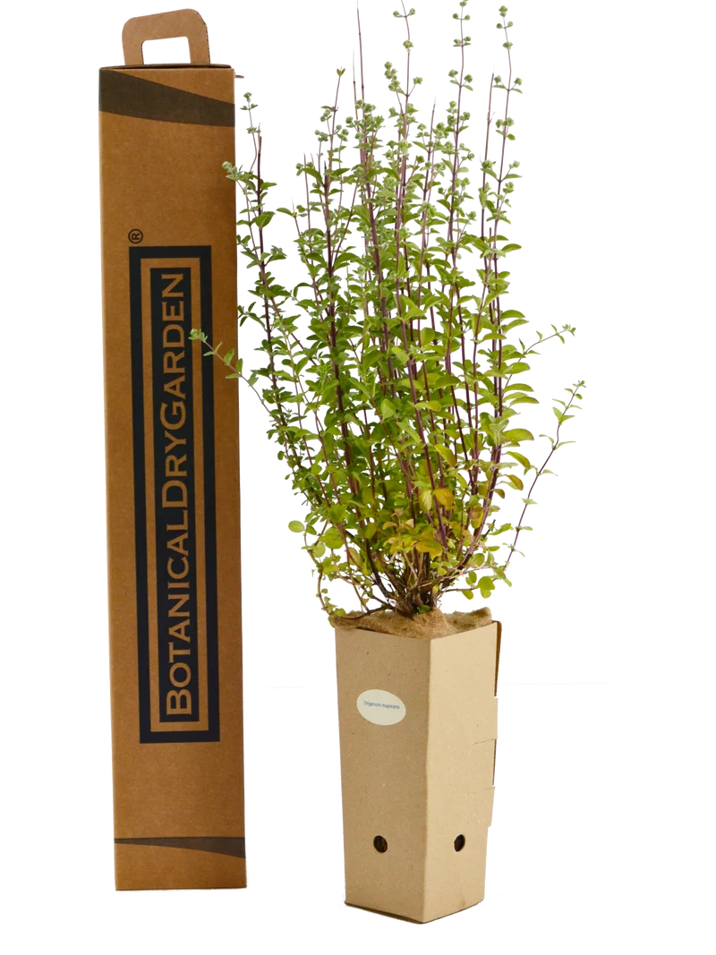 Origanum majorana