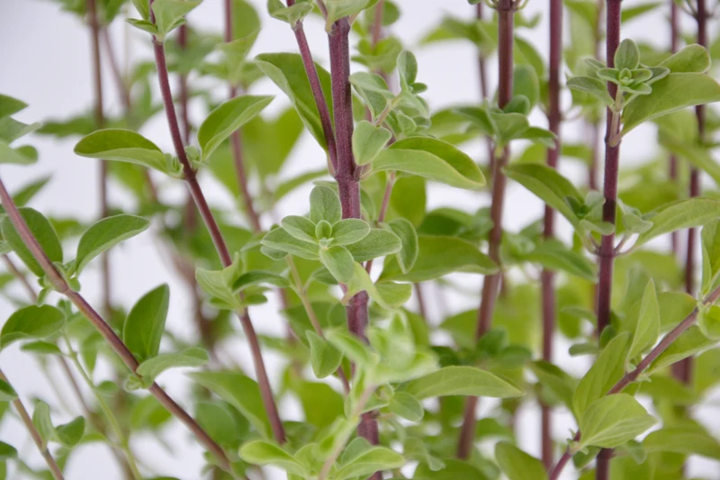 Origanum majorana