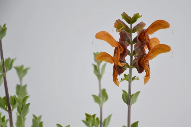 Salvia africana-lutea