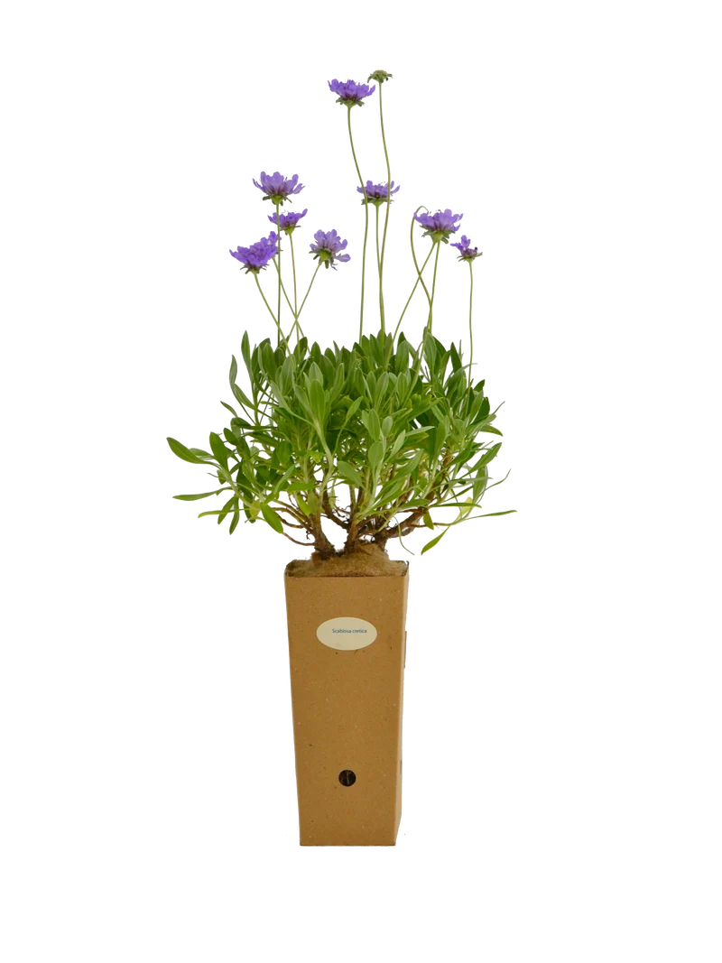 Scabiosa cretica