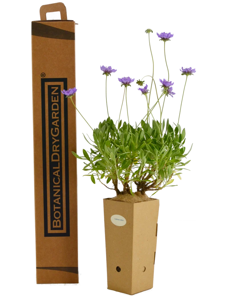 Scabiosa cretica