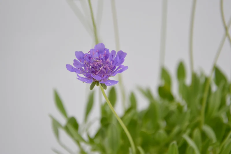 Scabiosa cretica