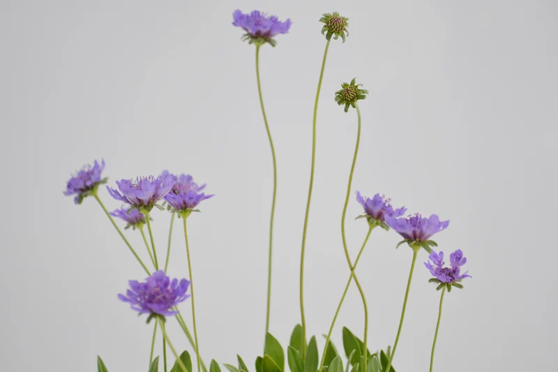 Scabiosa cretica