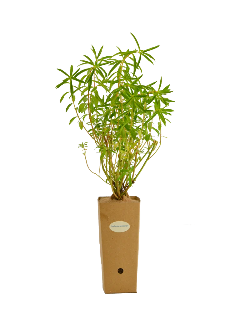 Euphorbia ceratocarpa