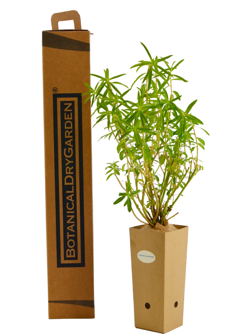 Euphorbia ceratocarpa