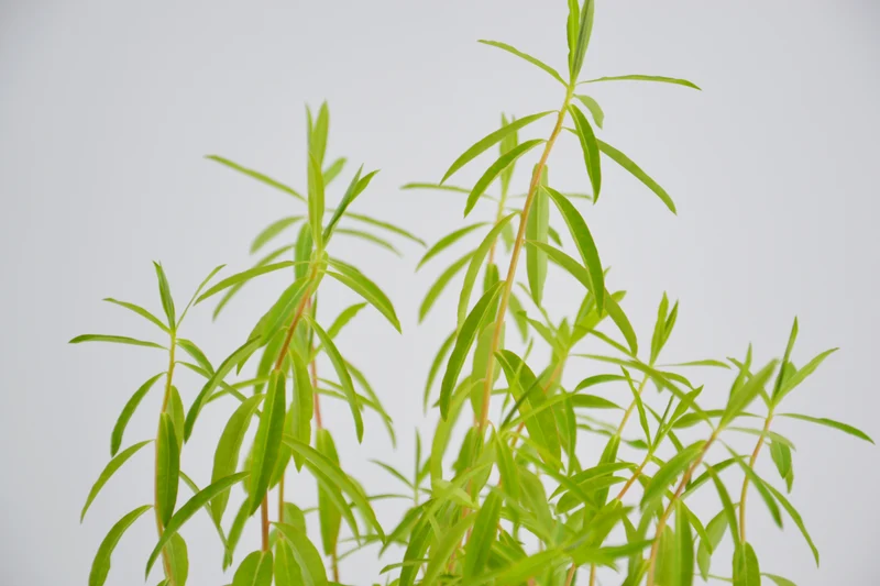 Euphorbia ceratocarpa