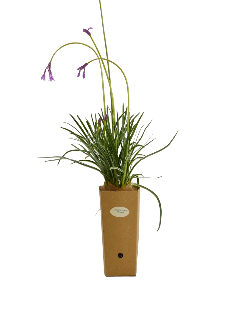 Tulbaghia violacea 'Variegata'