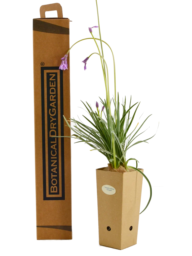 Tulbaghia violacea 'Variegata'