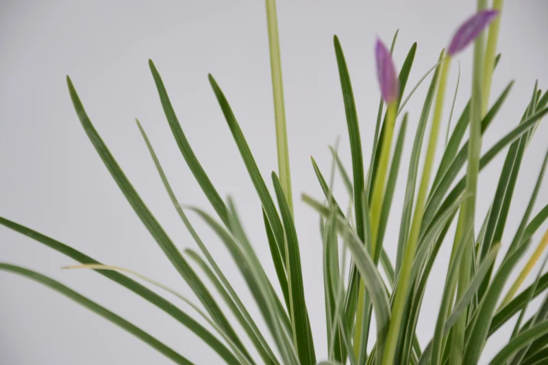 Tulbaghia violacea 'Variegata'