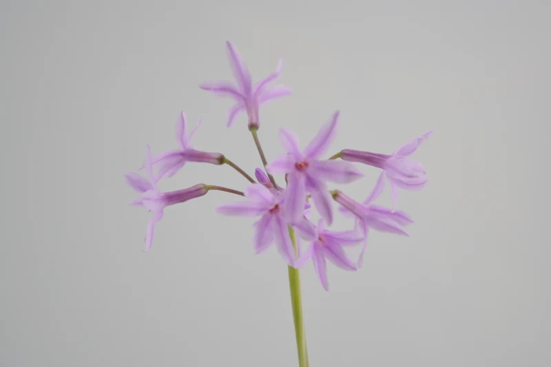 Tulbaghia violacea 'Variegata'