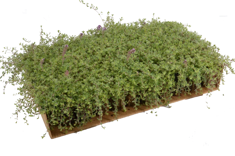Prato di Thymus ciliatus