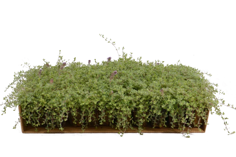 Prato di Thymus ciliatus