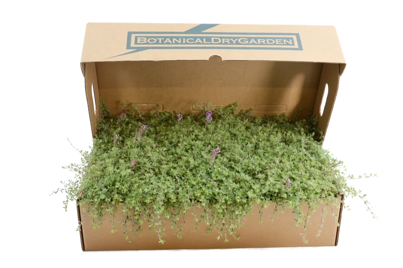 Prato di Thymus ciliatus