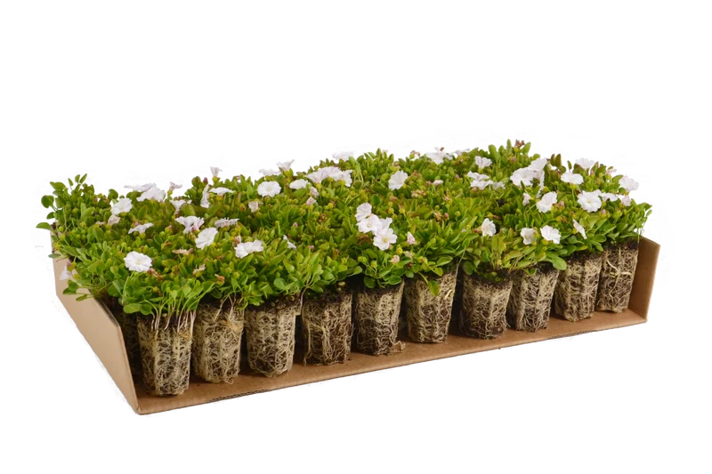 Prato di Falkia repens