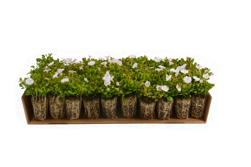 Prato di Falkia repens