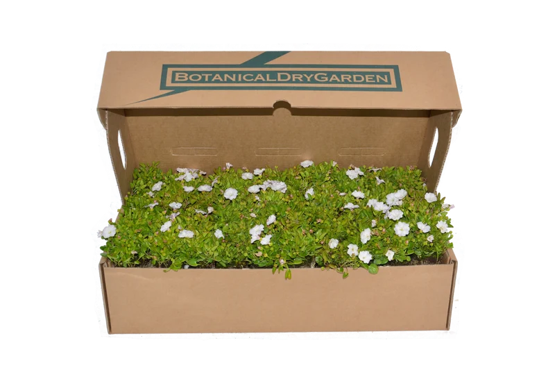 Prato di Falkia repens