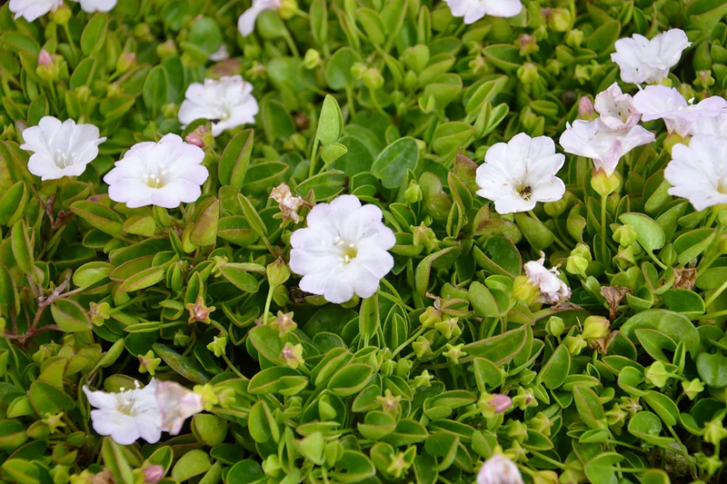 Prato di Falkia repens