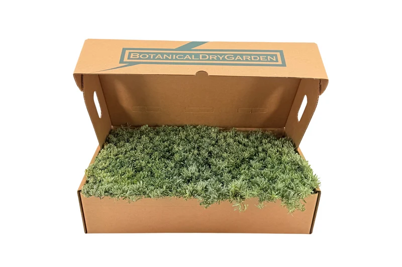 Prato di Antennaria dioica 'Rubra'