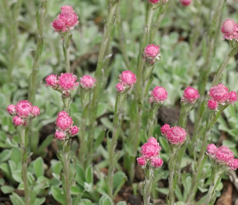 Prato di Antennaria dioica 'Rubra'