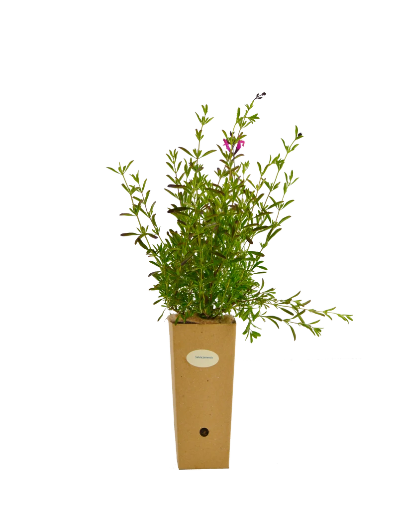 Salvia x jamensis
