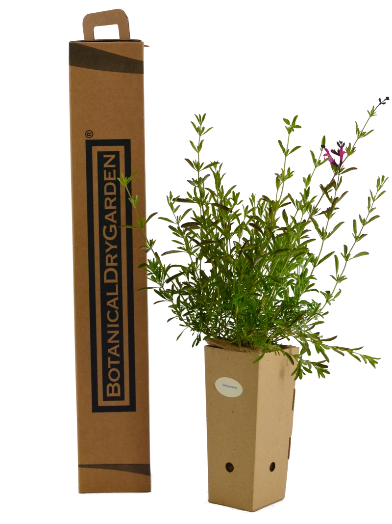 Salvia x jamensis