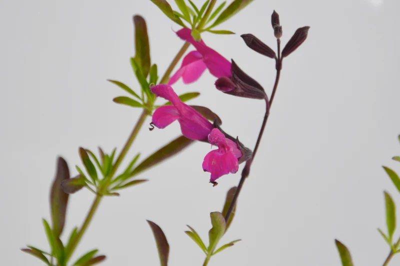 Salvia x jamensis