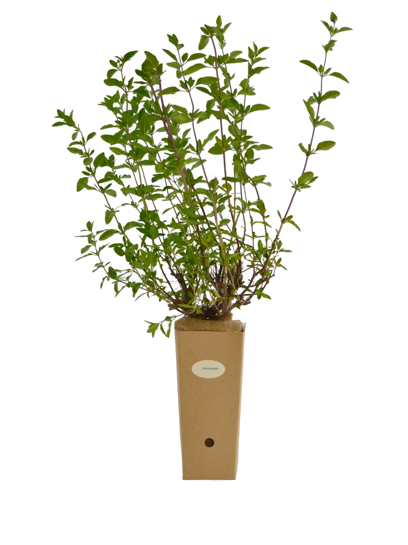 Salvia greggii