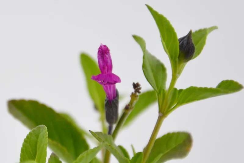 Salvia greggii
