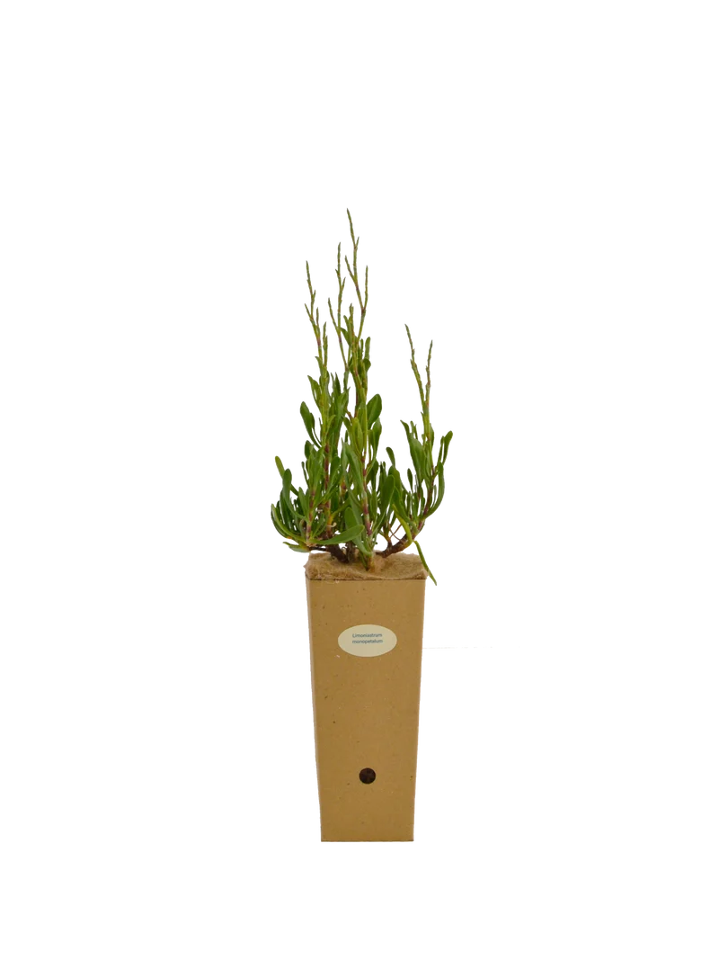 Limoniastrum monopetalum