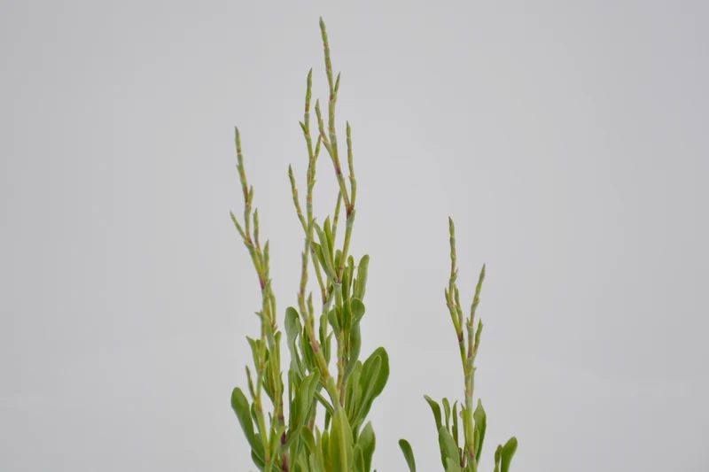 Limoniastrum monopetalum