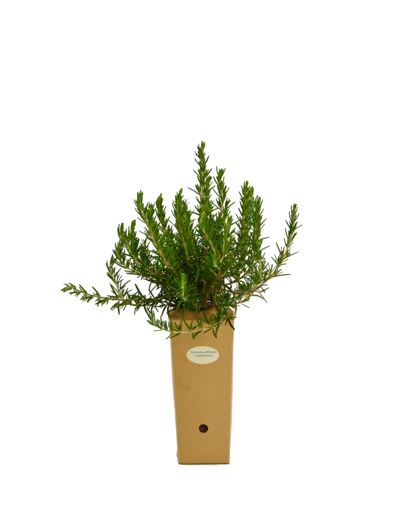 Rosmarinus officinalis 'Lavandulaceus'