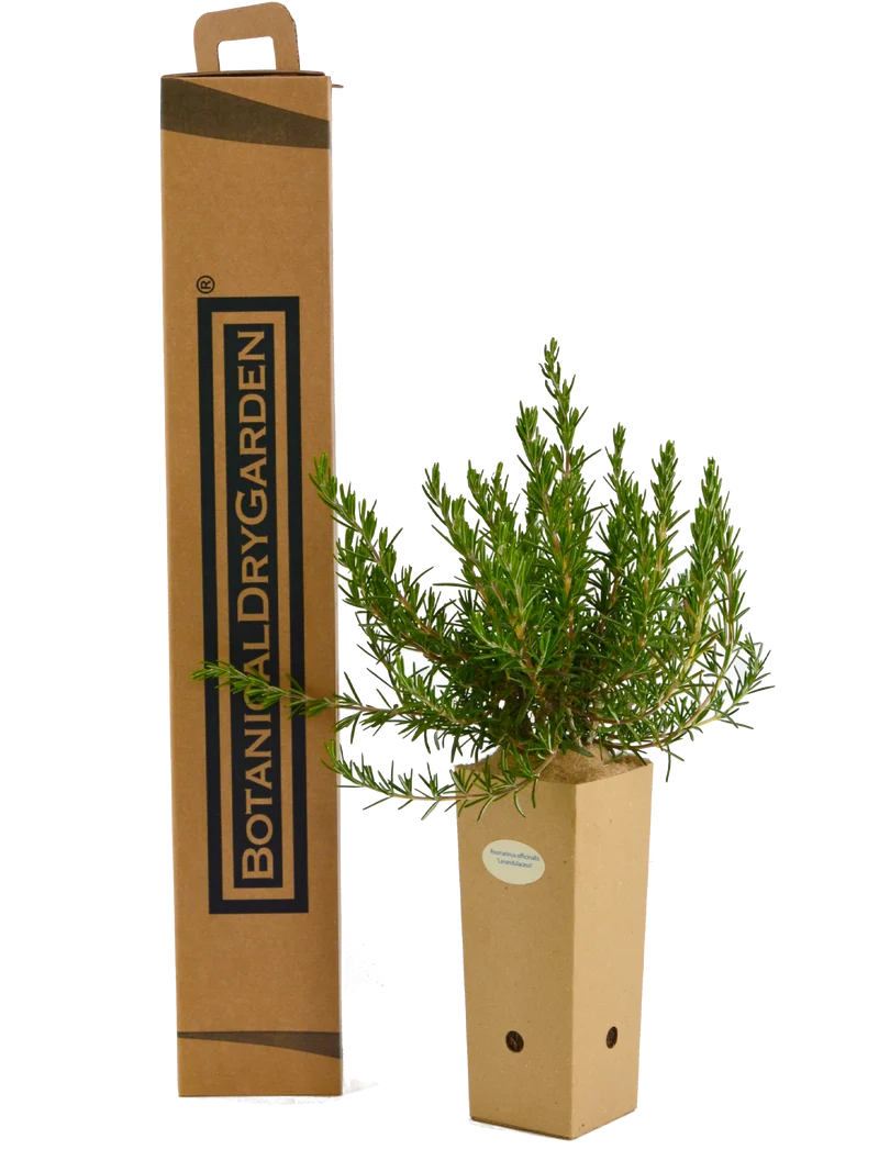 Rosmarinus officinalis 'Lavandulaceus'