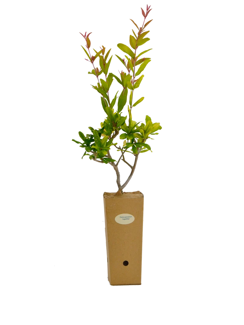 Punica granatum 'Legrelliae'