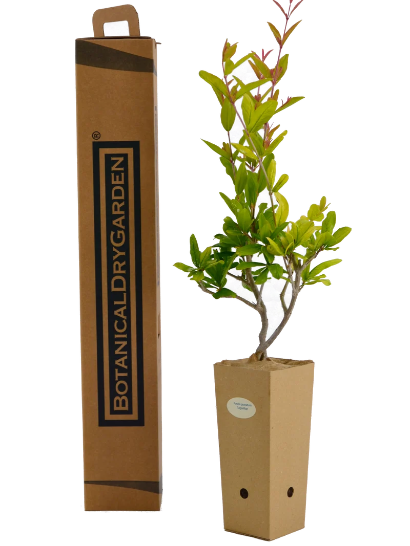 Punica granatum 'Legrelliae'
