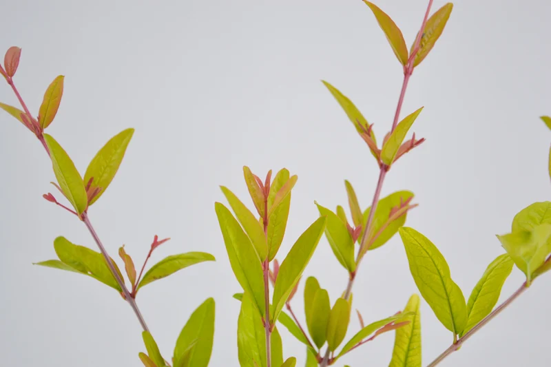 Punica granatum 'Legrelliae'