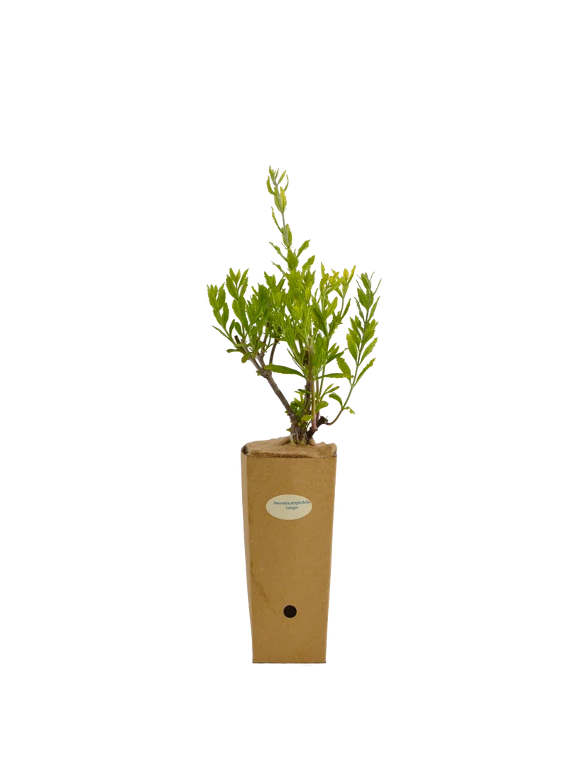 Perovskia atriplicifolia 'Longin'