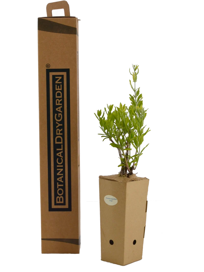 Perovskia atriplicifolia 'Longin'