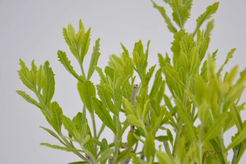 Perovskia atriplicifolia 'Longin'