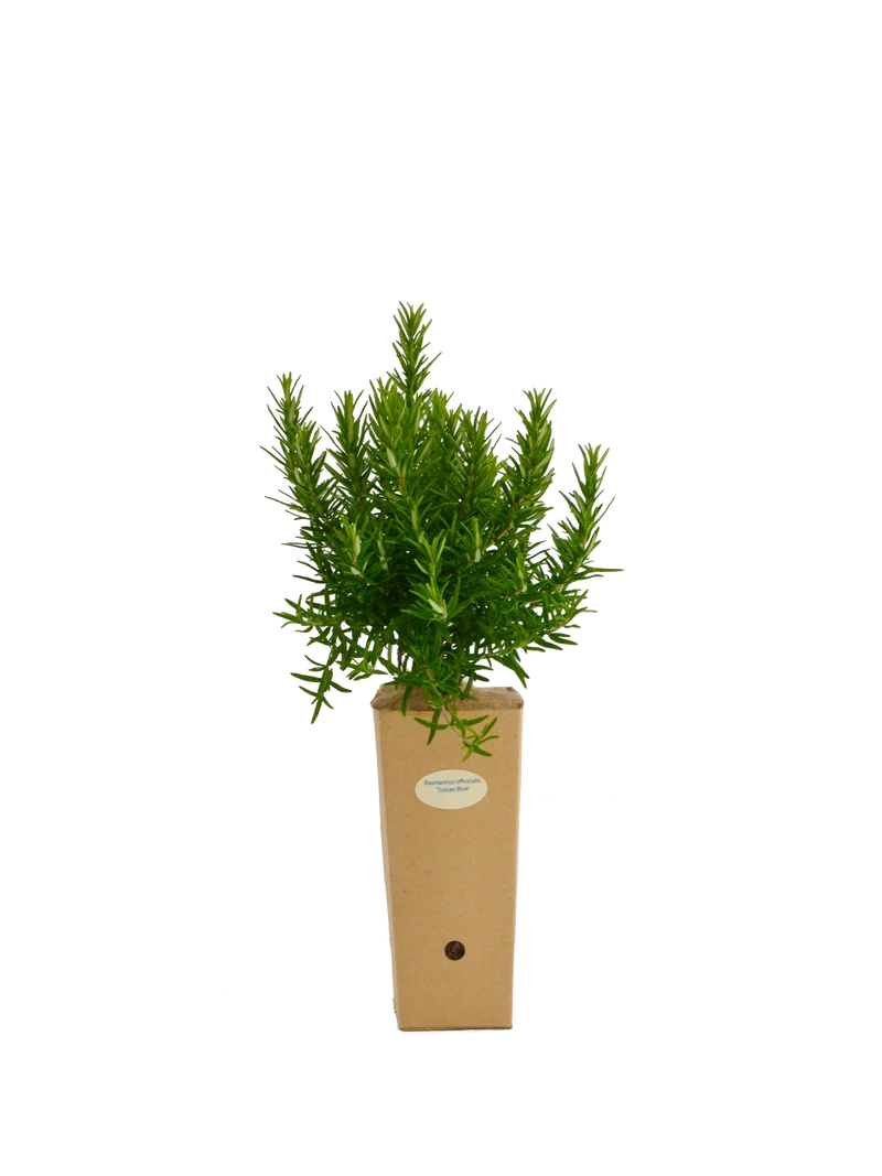 Rosmarinus officinalis 'Tuscan Blue'
