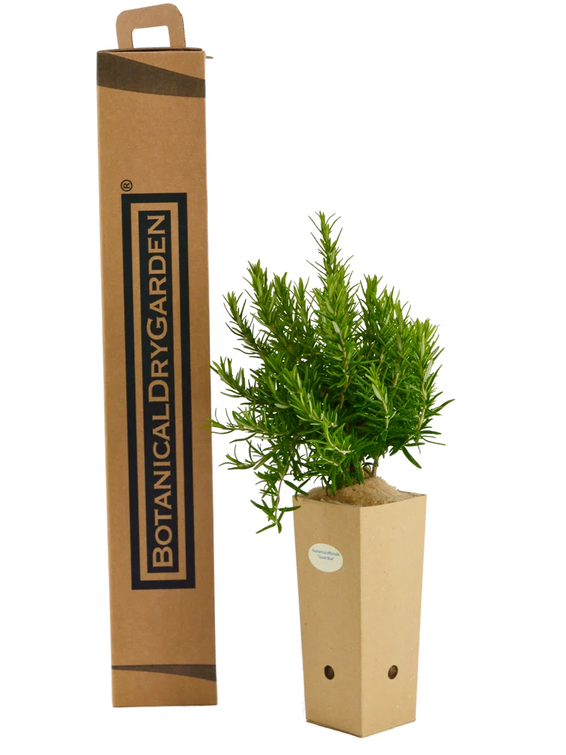 Rosmarinus officinalis 'Tuscan Blue'