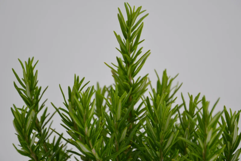 Rosmarinus officinalis 'Tuscan Blue'