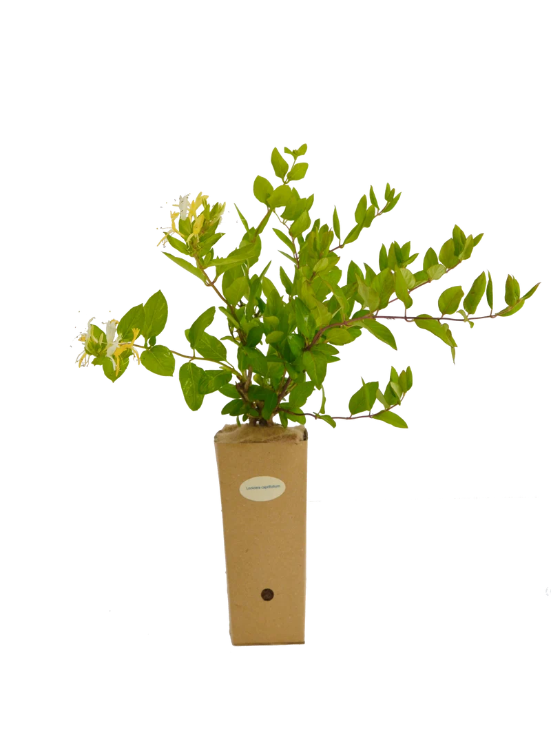 Lonicera caprifolium