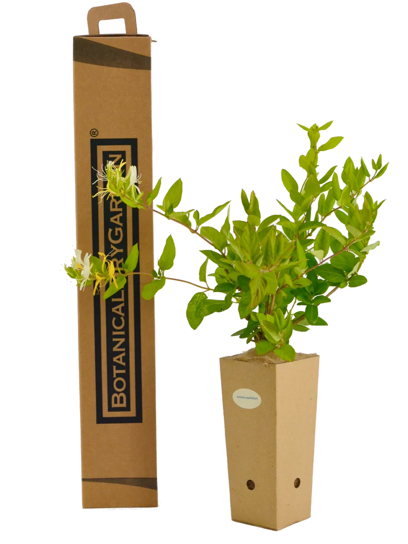 Lonicera caprifolium