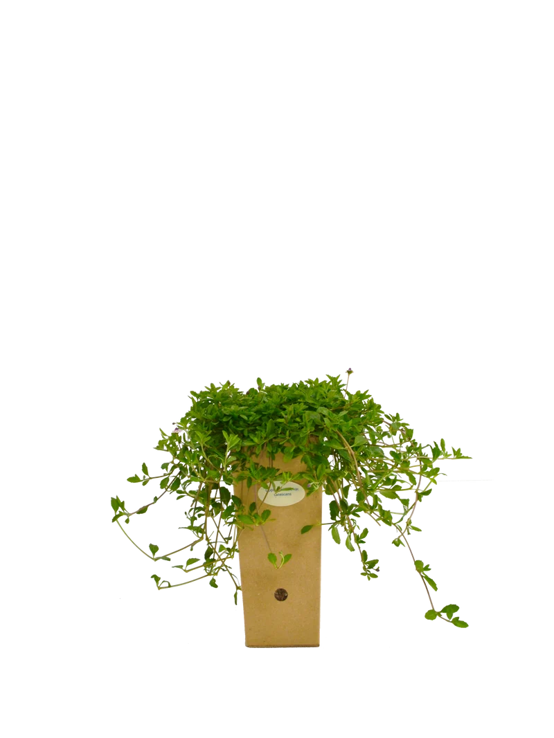 Lippia nodiflora var. canescens