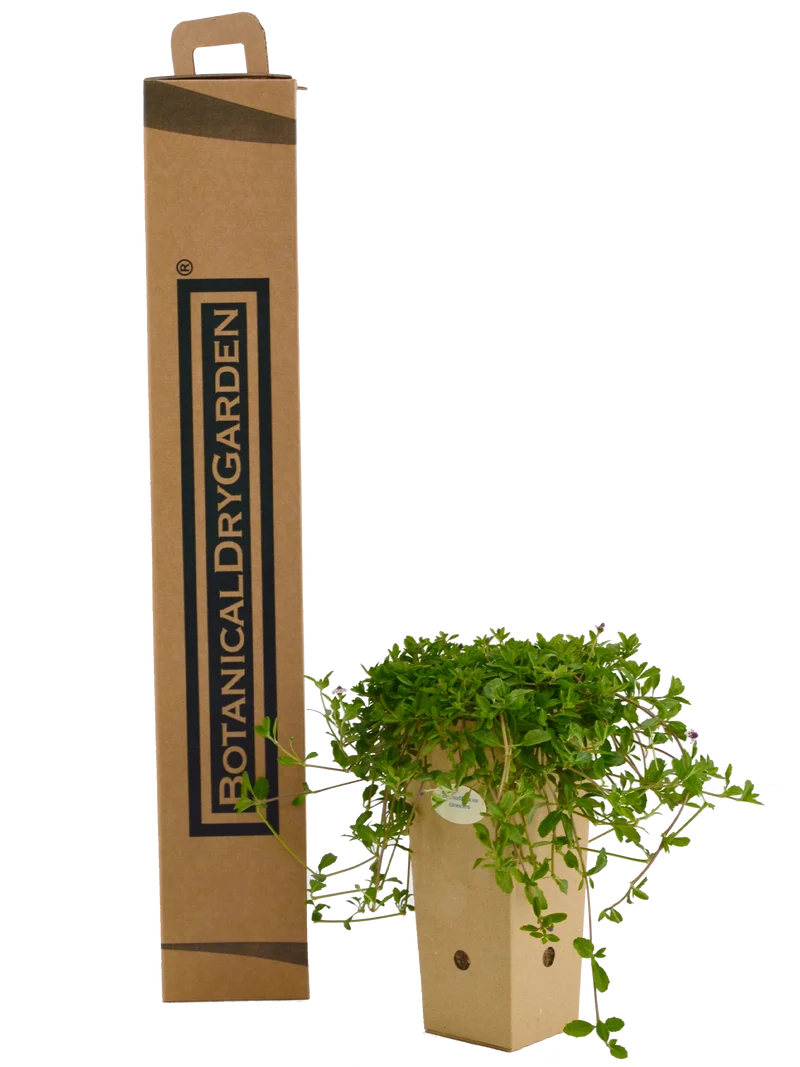 Lippia nodiflora var. canescens
