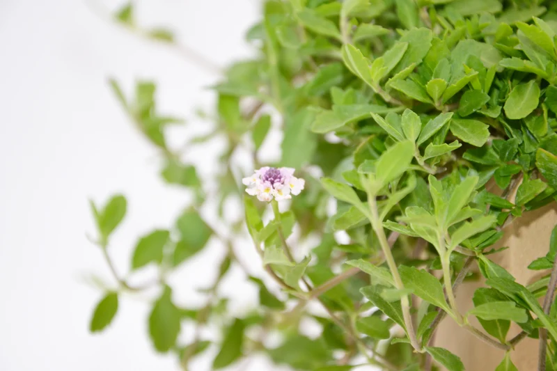 Lippia nodiflora var. canescens