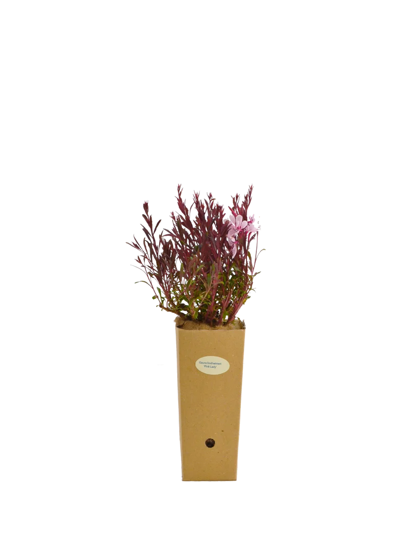 Gaura lindheimeri 'Pink Lady'