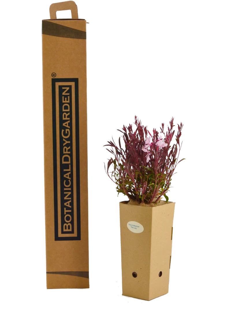 Gaura lindheimeri 'Pink Lady'