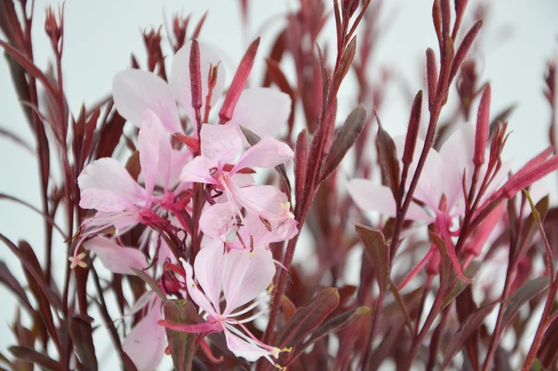 Gaura lindheimeri 'Pink Lady'