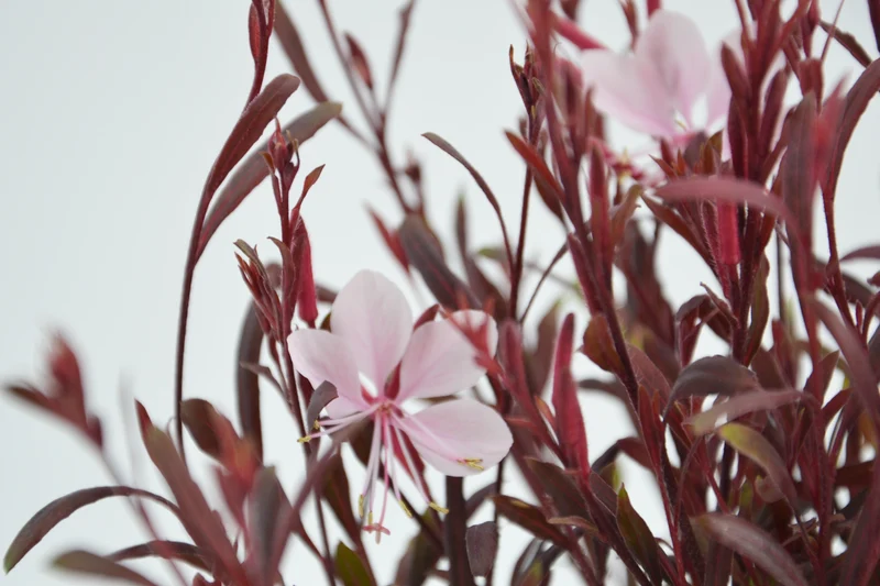 Gaura lindheimeri 'Pink Lady'